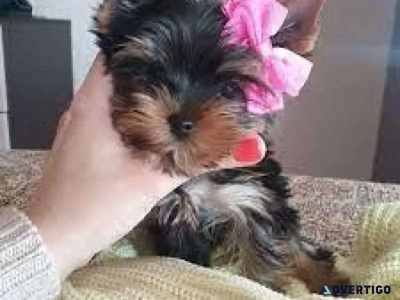 Yorkie mix Poodle - 2 month old puppy