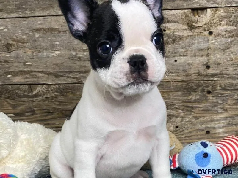 FRENCHTON PUPPIES FOR SALE