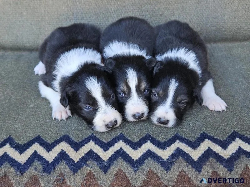 Registered Border Collie Pupppies for sale