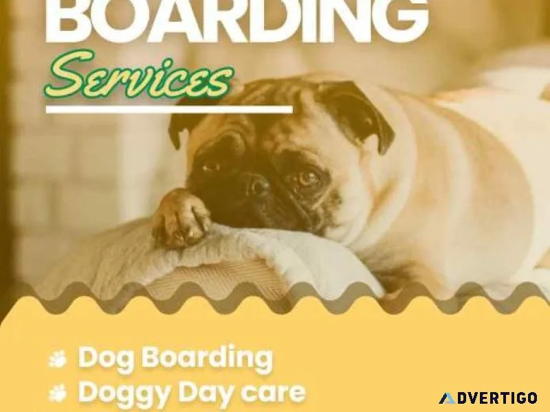 Book secured and verified dog sitter in pune | mr n mrs pet
