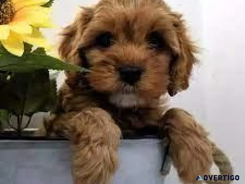Cavapoo Puppies (Cavalier King Charles SpanielToy Poodle)