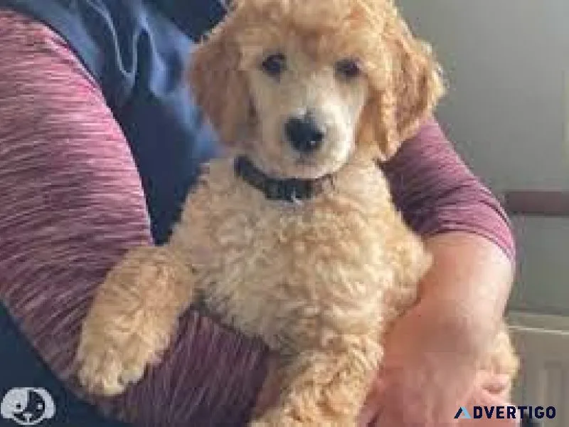 Standard Poodle puppies