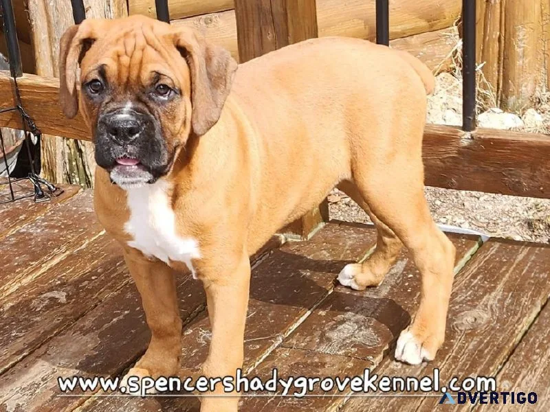 AKC registered Boxer puppies ready for new homes now