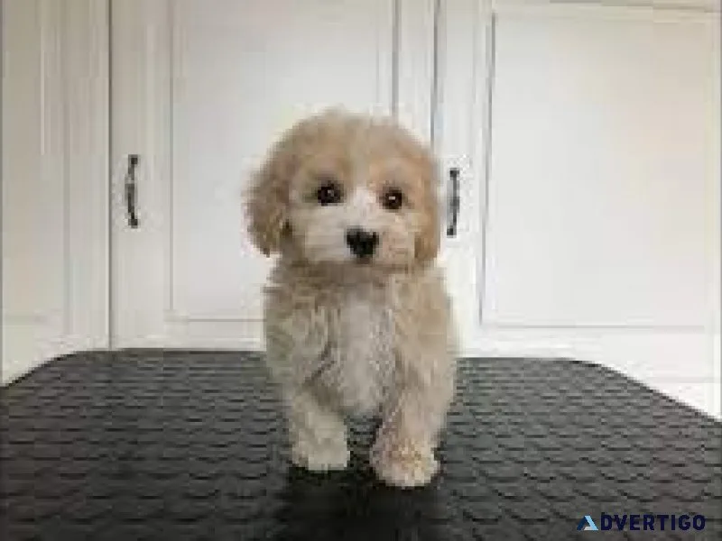 Toy Maltipoo