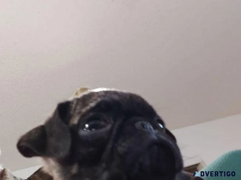 pug puppy