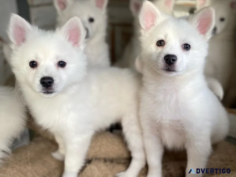 Eskimo Spitz Females