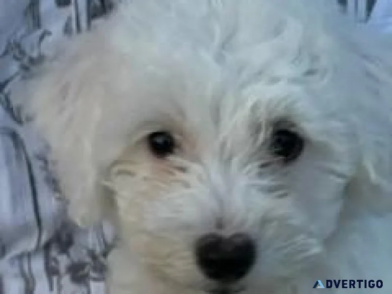 Purebred Bichon Frise Puppies