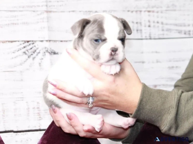 FRENCH BULLDOG PUPPIES