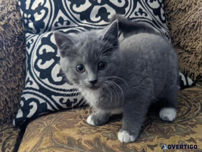 2 Kittens Need Home - 9 weeks