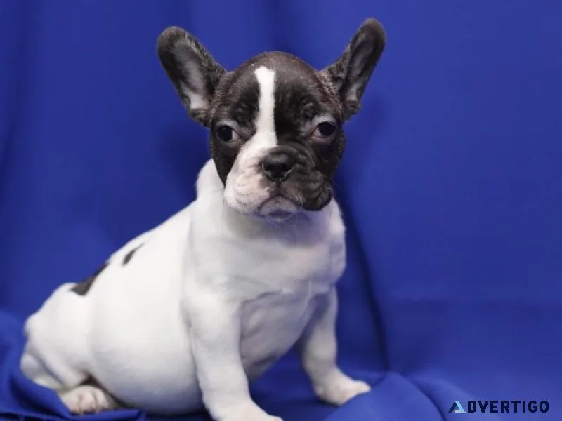 French Bulldog