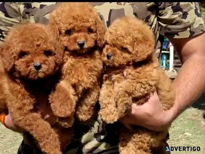 Poodle puppies for sale near your home online in Thane.