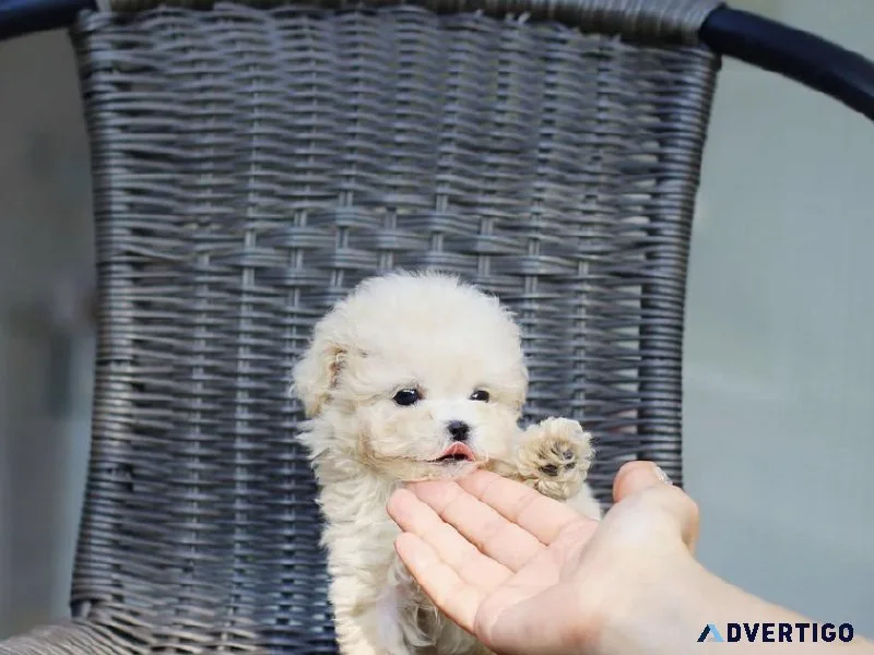Beautiful pomeranian puppy