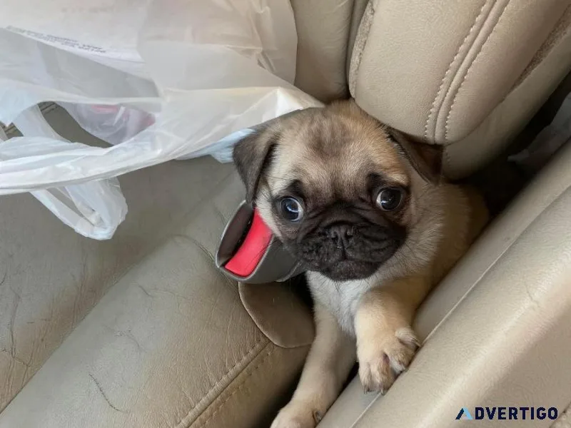 Giving out French pug