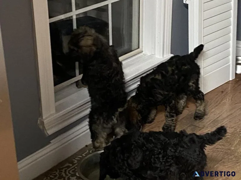 Standard Poodle Puppies