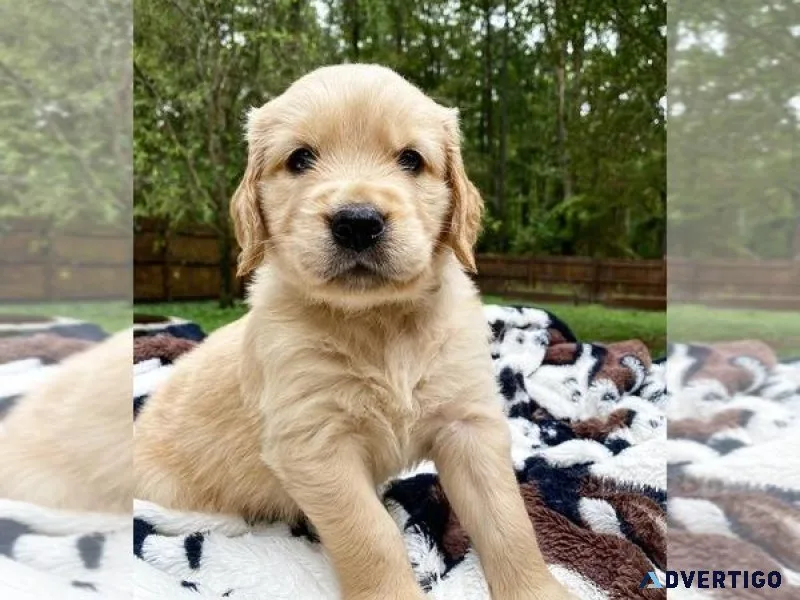 GOLDEN RETRIEVER PUPPY