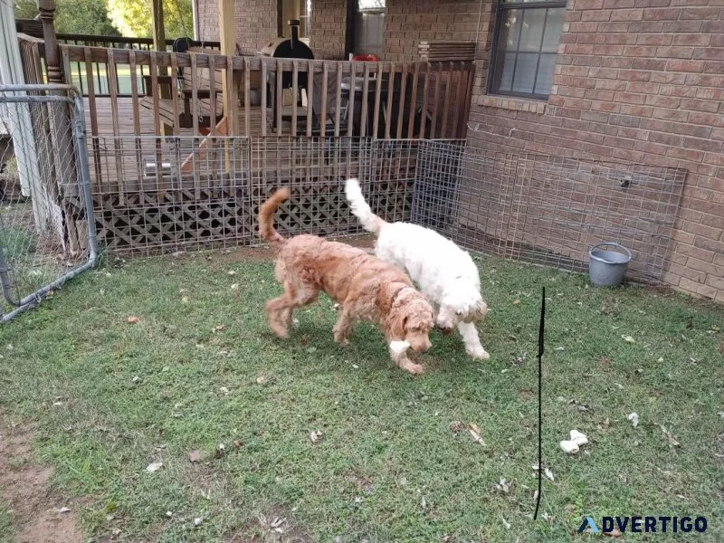 Adult Goldendoodles free