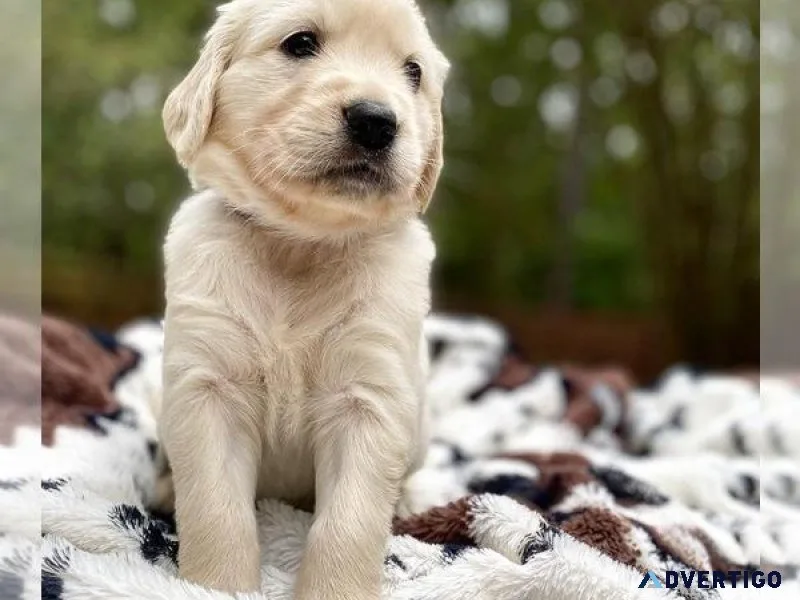 GOLDEN RETRIEVER PUPPY