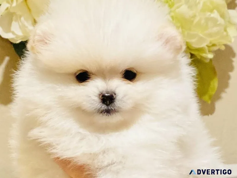 Pomeranian puppies