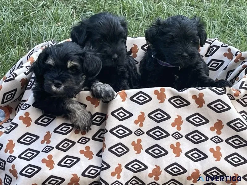 AKC Registered Miniature Schnauzer Puppies