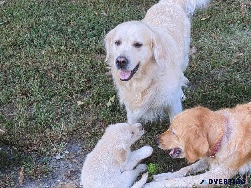 Full blooded Golden Retriever Puppies