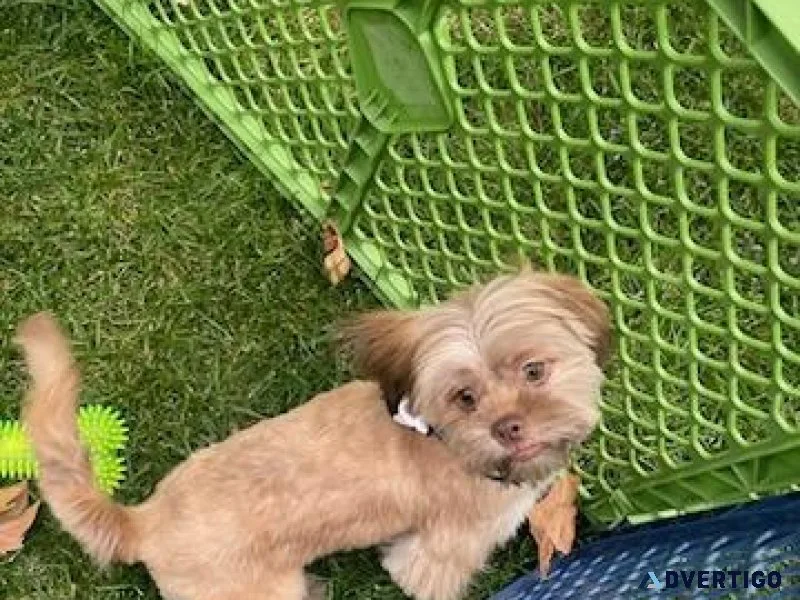 Shih Tzu Bell