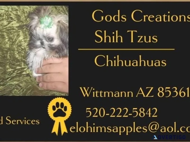 Retired Adult Female Shih Tzu