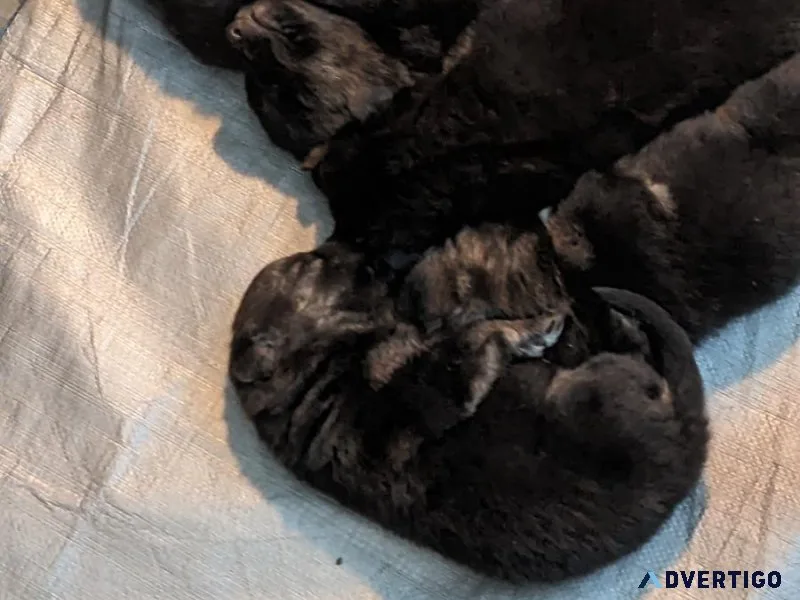 German Shepherd Puppies