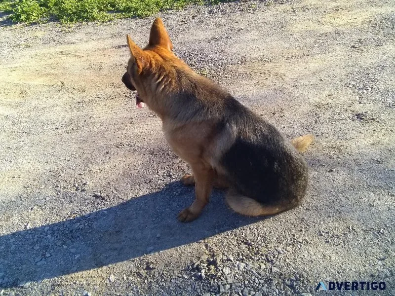 AKC Female German Shepherd