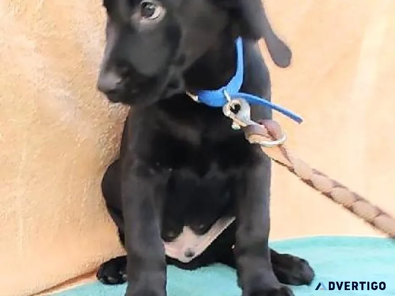 Black Labrador Retriever puppies