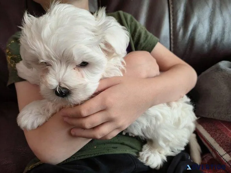 Friendly Maltese puppes