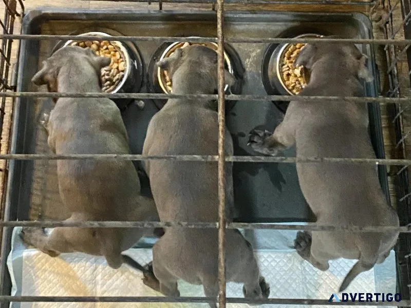 Americans Bully Puppies