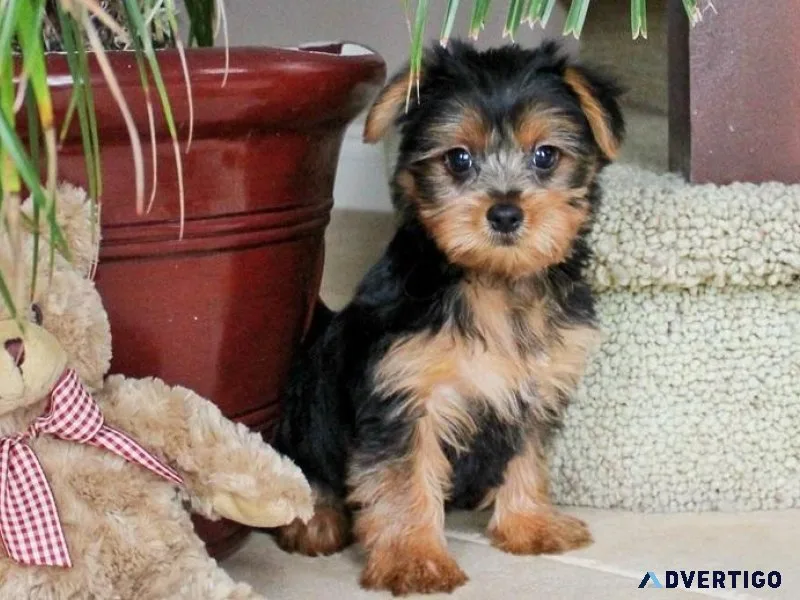 Super  Yorkshire Terrier pups