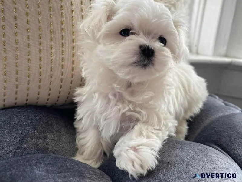 Buy Maltese puppy online in Pune - BreednBreeder