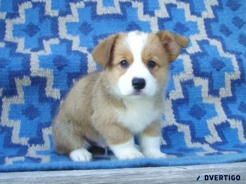 Friendly Pembroke Welsh Corgi puppies