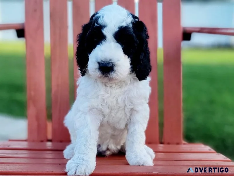 Miniature Goldendoodles