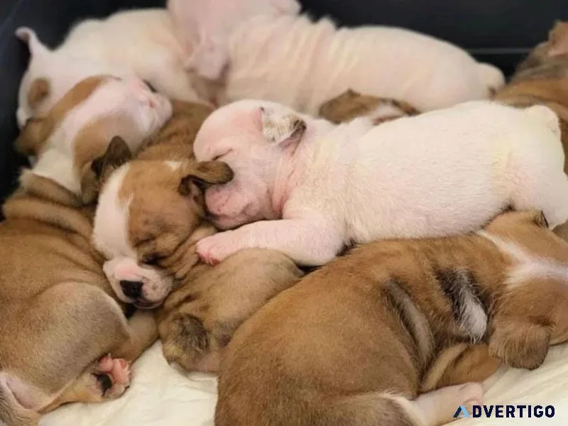Puppies for sale