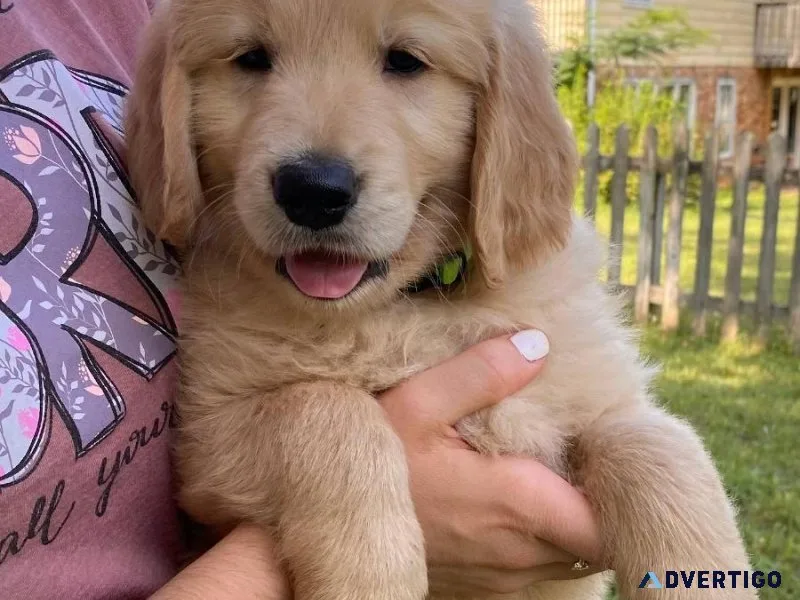 Cute golden Retriever Puppies