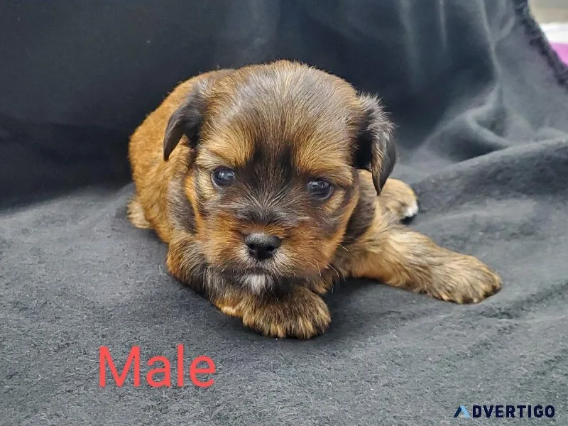 Shorkie puppies