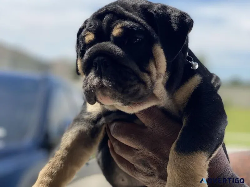 English Bulldogs