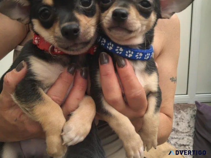 Cute  Chihuahua puppies