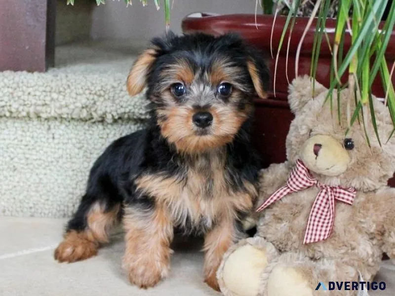 Male and Female  Yorkshire Terrier pups