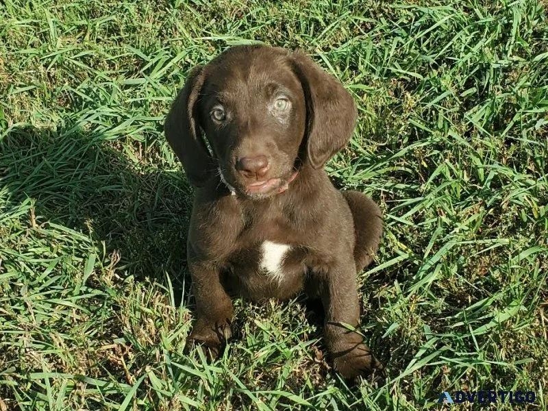Labrador Retriever puppies AKC