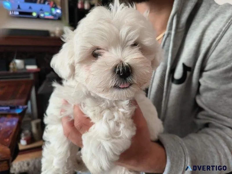 Outstanding Maltese puppes