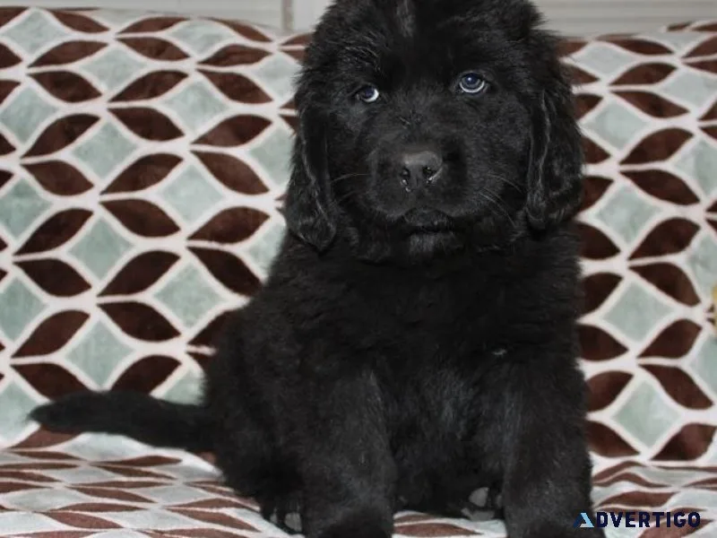 Male and Female Newfoundland Puppies