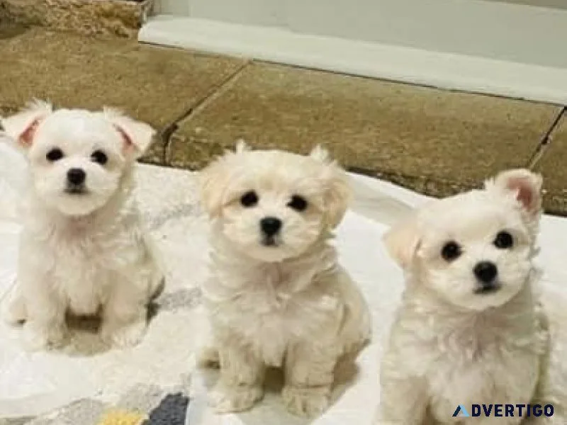 Purebred KCI-certified Maltese puppies in Pune