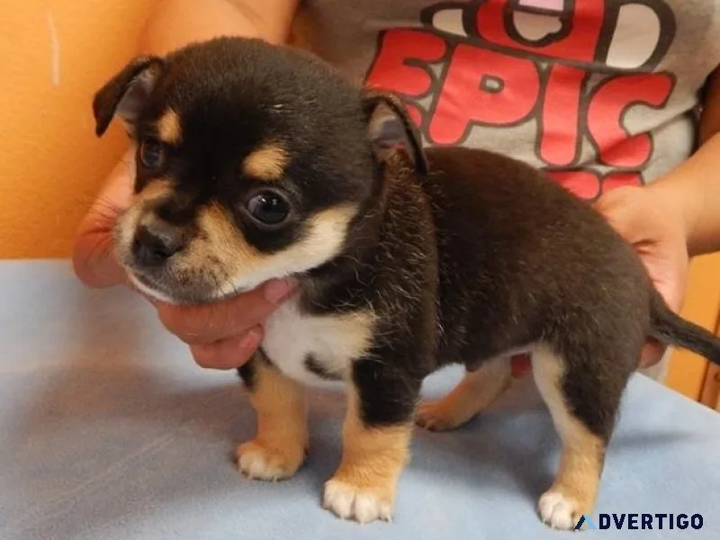 Super  Chihuahua puppies
