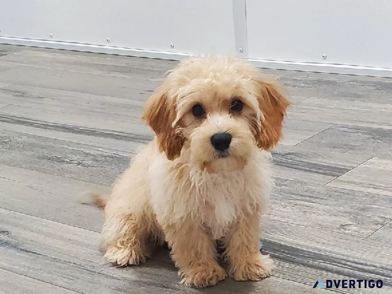 Cavachon