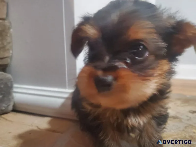 Ckc toy yorkie