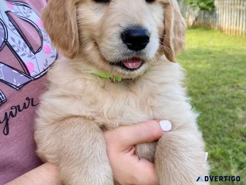 Outstanding golden Retriever Puppies