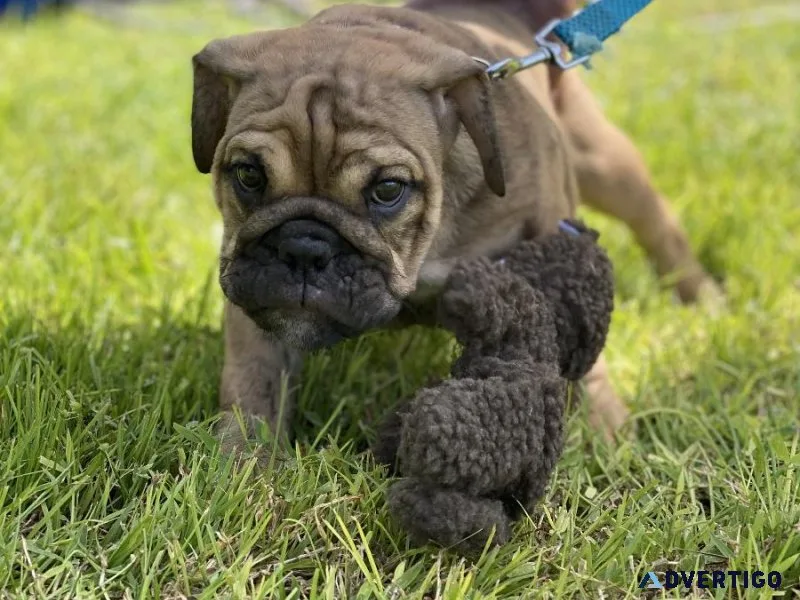 English Bulldogs